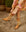 Botas Molly Toffee & Arena - cuchy.es